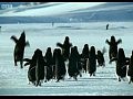 Пингвины летают! видео с BBC