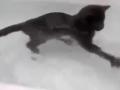 Кот, который любит плавать