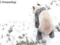 Панда радуется снегу