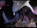 National Geographic - ������������ ����
