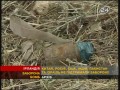 Россия и ко не поддержали запрет кассетных бомб