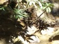 Mork Fa Waterfall