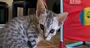 �����: ������ (Ocicat )