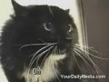������ ��� �����
