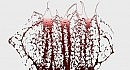 SVS_-_Spoil