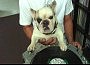 ������ dj