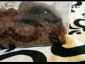 Acanthoscurria geniculata L7