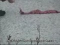 ����� ��������� ���������� ������. �����