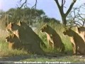 ���� ������ ����