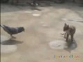 ��� ������ ���� �����