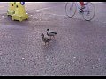 ����������� ���� ��������� ������
