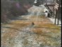 fanny cat