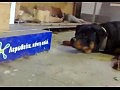 ������� �������������� ���������� ������� � ����������
