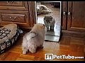 ����� ������ �������