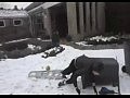 ������ ����� �� �������