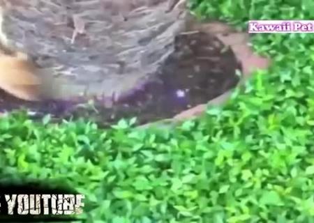 Собака с огромными зубами Собака с огромными зубами