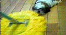 !Stupid dog