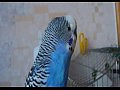 Говорящий попугай Кеша