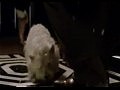 ���������� ���� - �������
