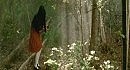 TARJA TURUNEN - I WALK ALONE