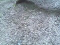 ������  wampir-Forest