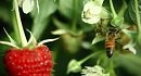 The beauty of pollination