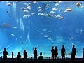 Kuroshio Sea - 2nd largest aquarium tank in the world - (song is Please don't go by Barcelona)