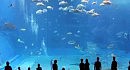 Kuroshio Sea - 2nd largest aquarium tank in the world - (song is Please don't go by Barcelona)