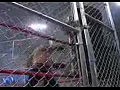 Lockdown 2005  Jeff Hardy vs  Raven