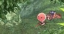 Ragnarok Funny Animation