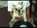 ���������� - ��� DJ