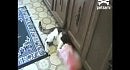 ����� ������� ���� � �������
