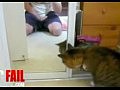 Видеоприкол с животными - Кот и зеркало