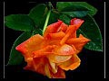 Relax "������� * ROSE #1"