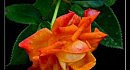 Relax "������� * ROSE #1"