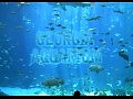 largest aquarium tank in the world - world's largest aquarium