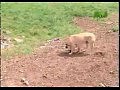 bullmastiff