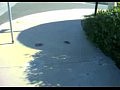 ���� ������ �� ����������� �������
