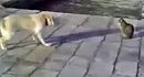 ��� �� �������� �������� �� ������