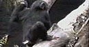 Monkey 1