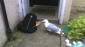 ������ ����� ����� ����