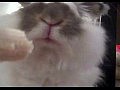 Видео - Кролик атакует банан