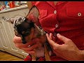 Chihuahua Risa