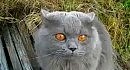 ��������� ���! �����! (Speaking Cat)
