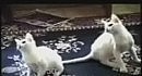 funny cats
