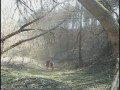 www.team-tracers.at.ua