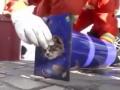 Спасение кота, застрявшего в трубе