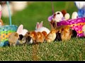 ���������� ����� /Puppy Easter
