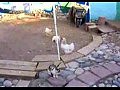 ���������� � ����