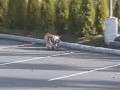 The coolest dog ever!
